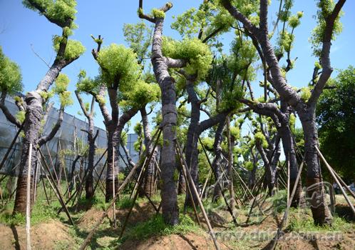   4月初從南街移植至南嶼苗地的行道樹，已基本成活