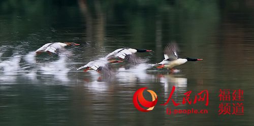 閩調(diào)查閩江流域瀕危物種　保護會上樹的鴨子情侶