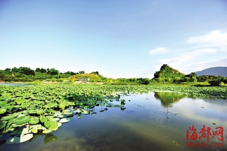 福州大學(xué)旗山校區(qū)天然湖蓄水　吸引大批白鷺覓食