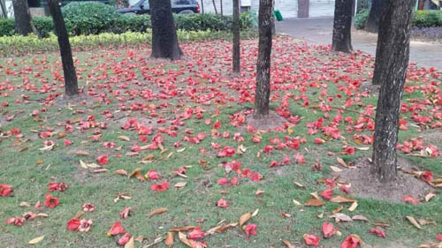金山大道木棉花落滿地　母子撿回家做樹葉拼貼畫