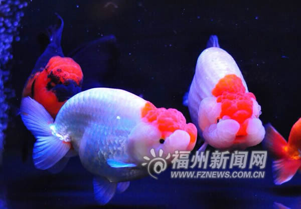 “高大上”漁博會(huì)9月開幕 超百萬名貴魚種將亮相