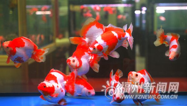 看魚王、品魚丸,、賞草缸　漁博會今日開幕亮點多