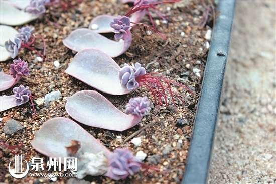 大學(xué)生回鄉(xiāng)創(chuàng)業(yè)種養(yǎng)“多肉”植物　種類琳瑯滿目