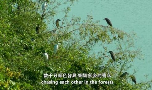尤溪紀錄片《我們的鷺鳥》獲國際電影節(jié)大獎