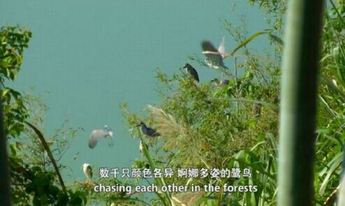 尤溪紀錄片《我們的鷺鳥》獲國際電影節(jié)大獎