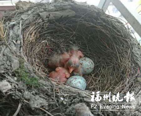 鳥兒飛到居民家陽臺上筑巢　一家人小心看護(hù)(圖)