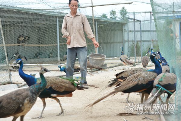 “美麗鄉(xiāng)村”+京臺(tái)高速，成就閩侯孔雀園金字招牌