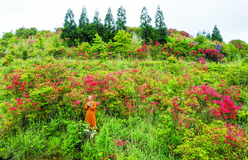 抓住春天的尾巴， 來大湖這片杜鵑花海拍出“網(wǎng)紅”照