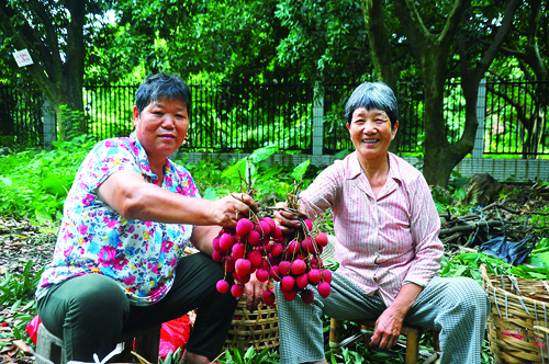 荔枝飄香時(shí)  農(nóng)戶采摘忙
