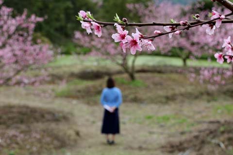 春到田垱村 賞花正當時