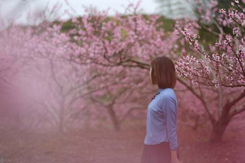 春到田垱村 賞花正當時