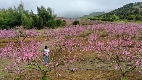 春到田垱村 賞花正當時