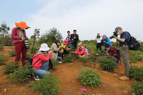 大湖馬墘：省攝影家協(xié)會采風(fēng)團走進航天牡丹園