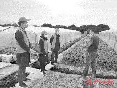 專(zhuān)家田間保春耕　護(hù)好市民“菜籃子”