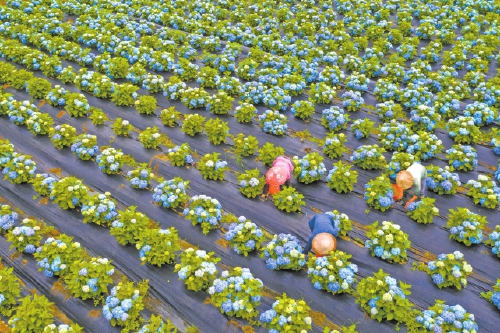 閩侯廷坪鄉(xiāng)　“繡山花谷”開(kāi)谷迎客