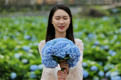 看閩侯丨本季“仙”花，廷坪良地繡球花開(kāi)了