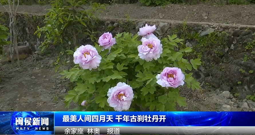 2025年4月11日閩侯新聞