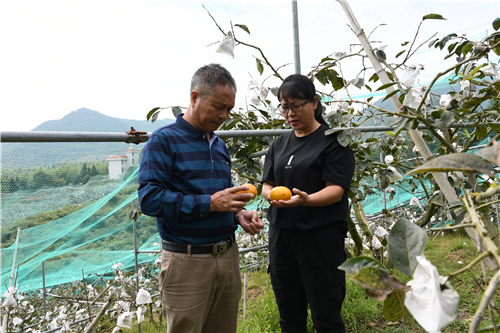 江洋甜柿增產(chǎn)難銷 農(nóng)戶急盼暢通銷路