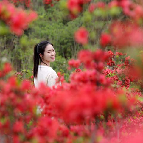 映山杜鵑春來(lái)早 鄉(xiāng)村振興畫(huà)卷新