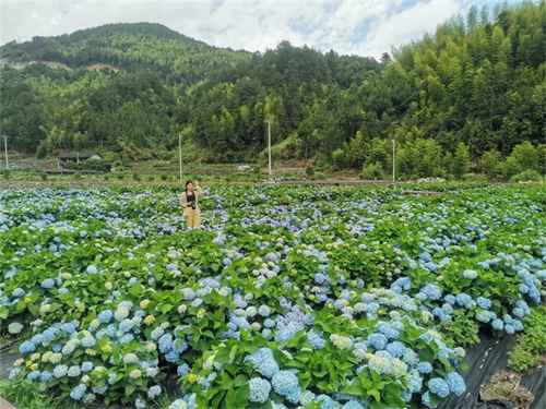看閩侯丨本季“仙”花,，廷坪良地繡球花開了