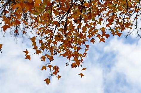 元格村百年楓樹紅了！一起去看“醉”美“楓”景