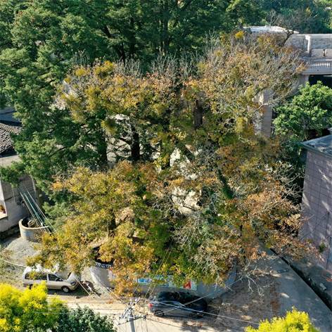 元格村百年楓樹紅了,！一起去看“醉”美“楓”景