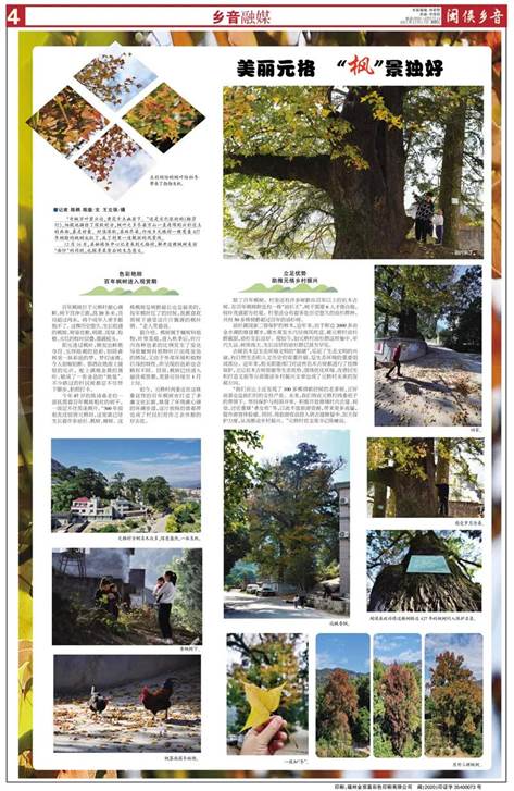 元格村百年楓樹紅了！一起去看“醉”美“楓”景