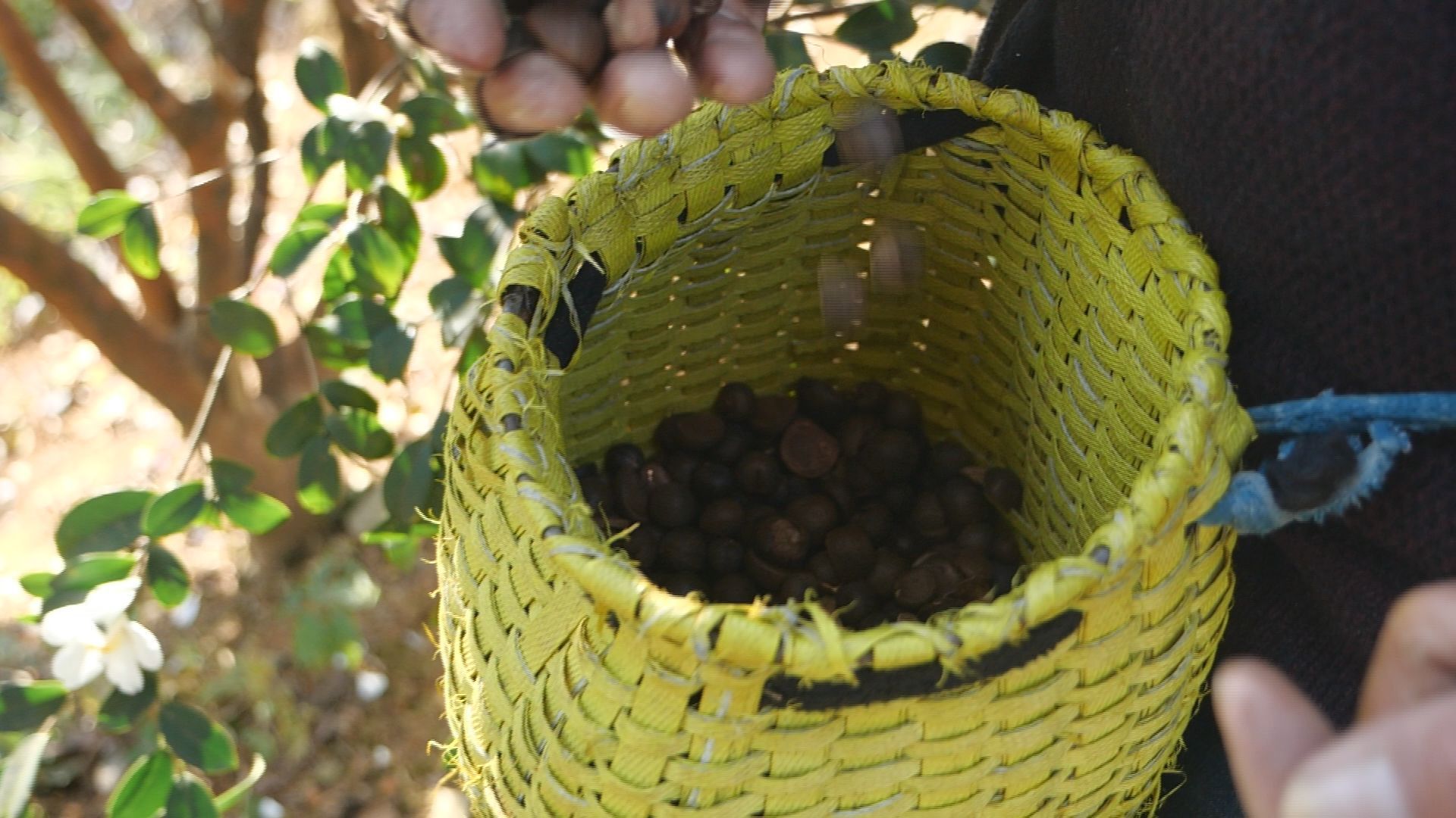 看閩侯丨色澤金黃,、香飄四溢的茶油是如何“煉”成的? 看閩侯丨色澤金黃、香飄四溢的茶油是如何“煉”成的,?