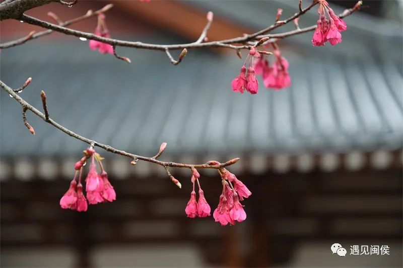 “梅”不勝收,！大湖雪峰寺成片“梅”景，等你來(lái)賞