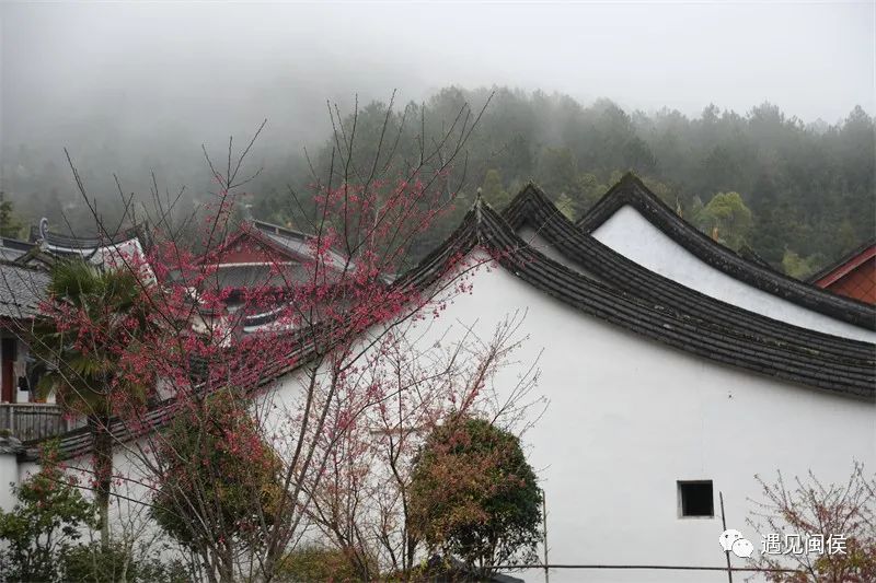 “梅”不勝收!大湖雪峰寺成片“梅”景,,等你來(lái)賞 “梅”不勝收!大湖雪峰寺成片“梅”景,,等你來(lái)賞