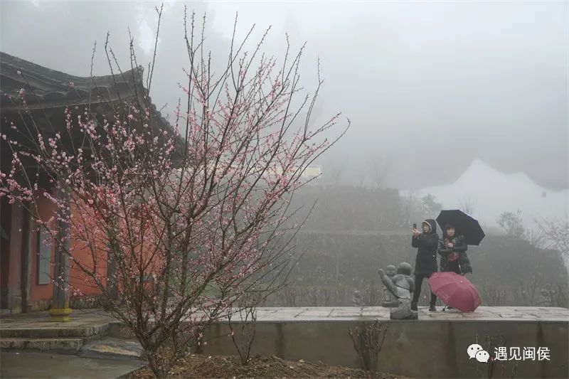 “梅”不勝收,！大湖雪峰寺成片“梅”景,，等你來(lái)賞
