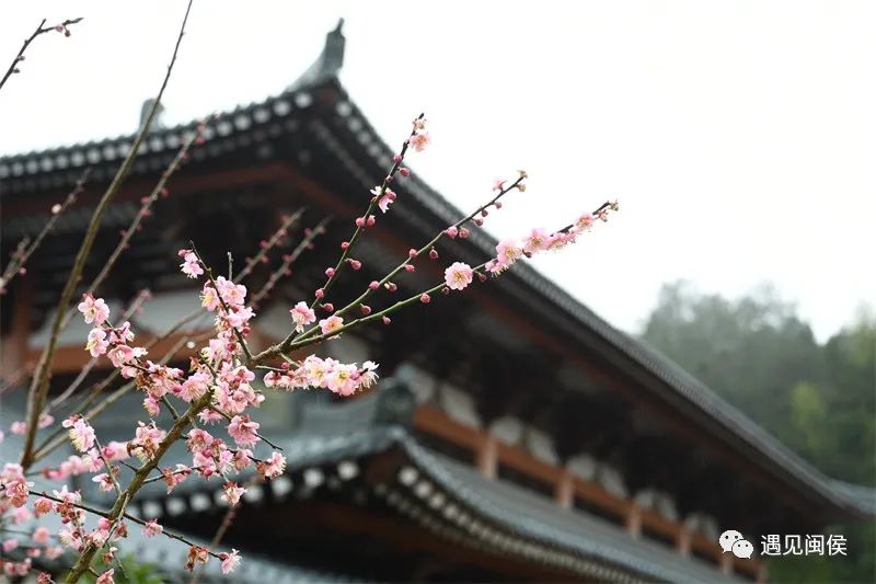 “梅”不勝收,!大湖雪峰寺成片“梅”景,,等你來(lái)賞 “梅”不勝收,!大湖雪峰寺成片“梅”景,等你來(lái)賞