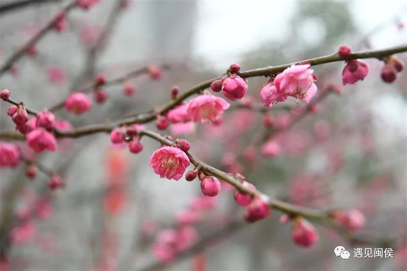 “梅”不勝收！大湖雪峰寺成片“梅”景,，等你來(lái)賞