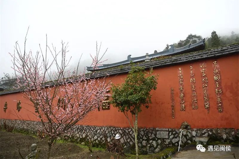 “梅”不勝收,！大湖雪峰寺成片“梅”景，等你來(lái)賞