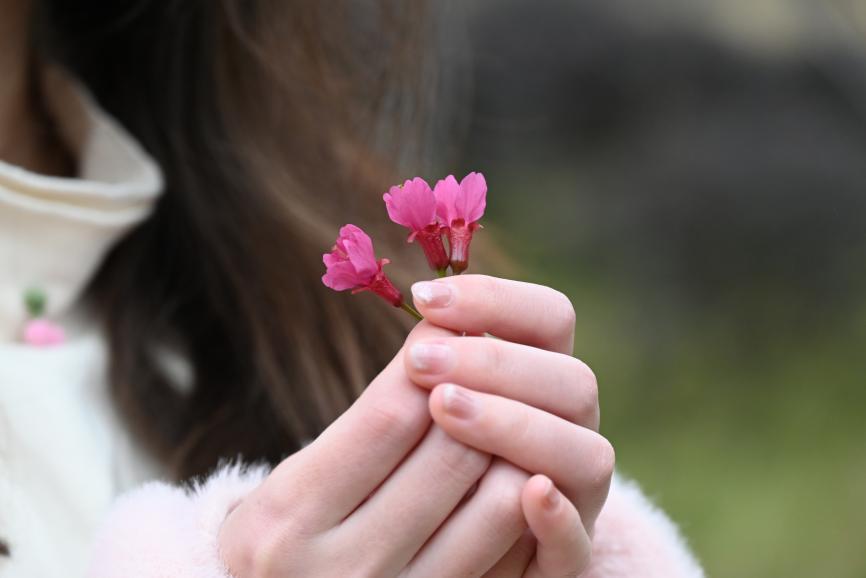 孔元萬株櫻花,,送你啦! 孔元萬株櫻花,送你啦,!