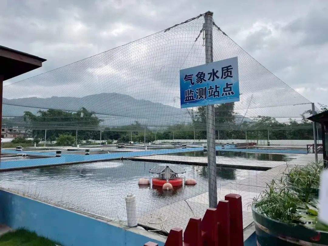 一條游向世界的“中國(guó)魚(yú)”背后 ——以精細(xì)化氣象服務(wù)呵護(hù)金魚(yú)養(yǎng)殖 一條游向世界的“中國(guó)魚(yú)”背后 ——以精細(xì)化氣象服務(wù)呵護(hù)金魚(yú)養(yǎng)殖