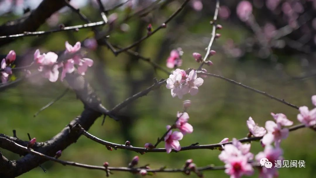 看閩侯丨想看“花花世界”？安排,！
