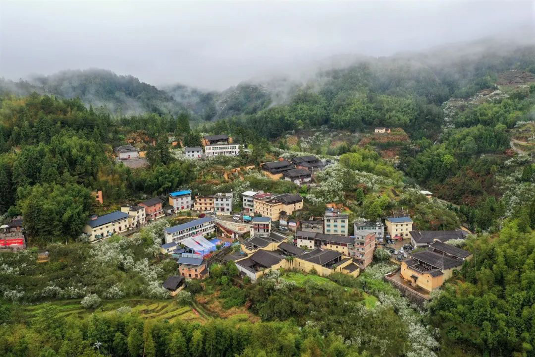 春天下雪,？嘆為觀“枳”！
