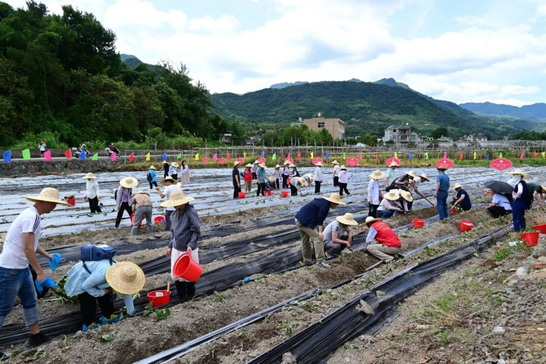 福州住房公積金中心在閩侯縣開展“我在鴻尾有畝田”認領活動 福州住房公積金中心在閩侯縣開展“我在鴻尾有畝田”認領活動