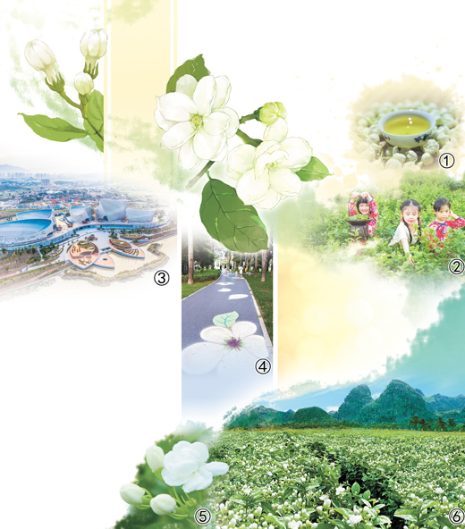 茉莉花開香滿城（一朵花讀懂一座城）
