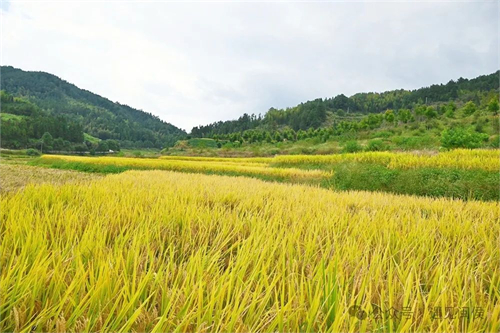 就在廷坪這片稻田,！開SHOW,！