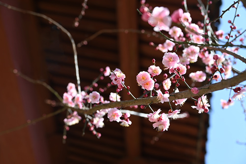 賞梅正當(dāng)時：雪峰寺邀您共赴花宴