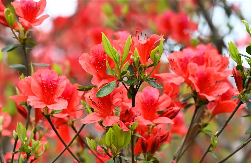 迎來(lái)盛花期！周末一日游走起