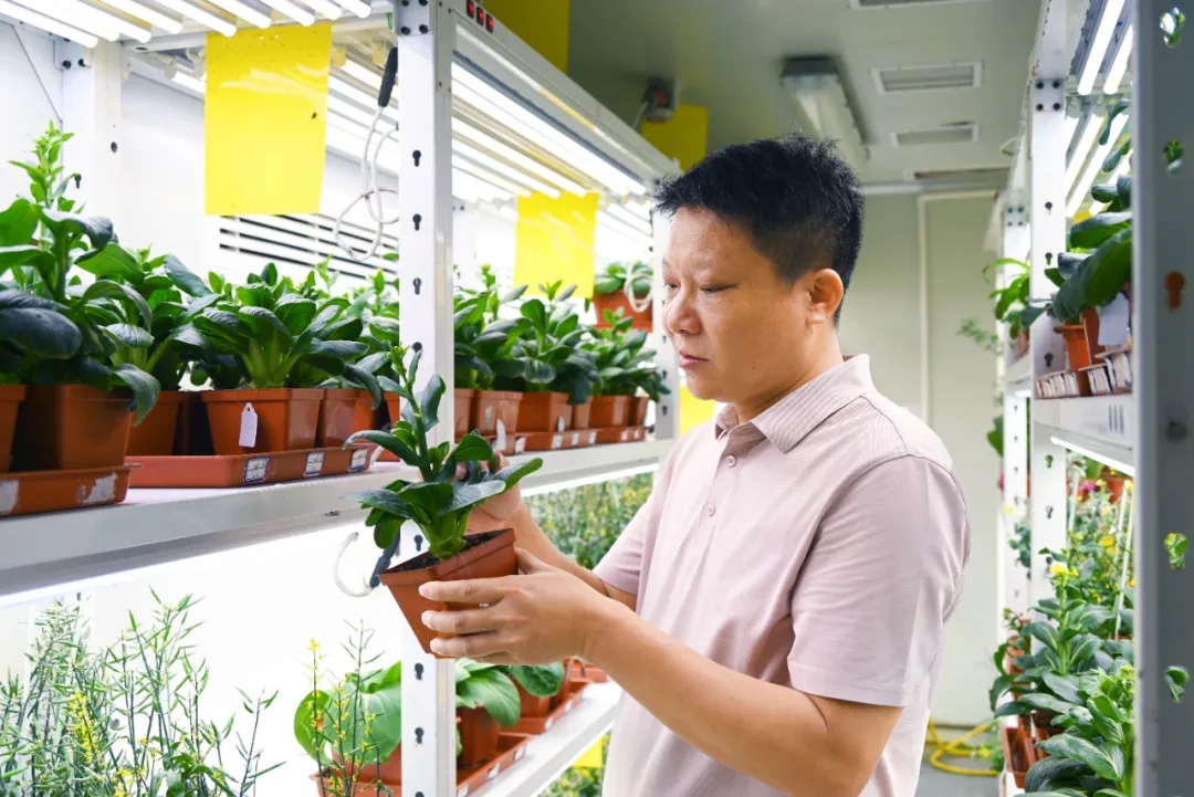 青梗菜懂“方言”,？他讓種子適配全國(guó)水土