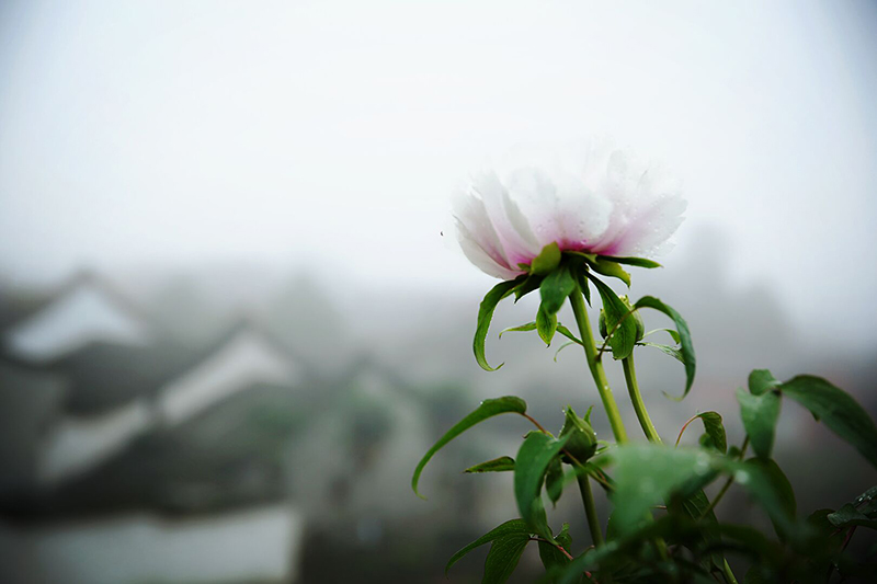 10.▲（南國牡丹?張敏攝）.jpg